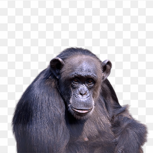 chimpanzee photo free png